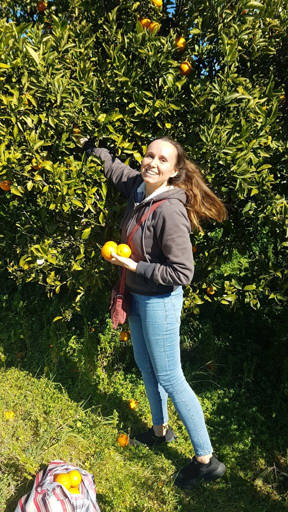Picking Oranges to Juice